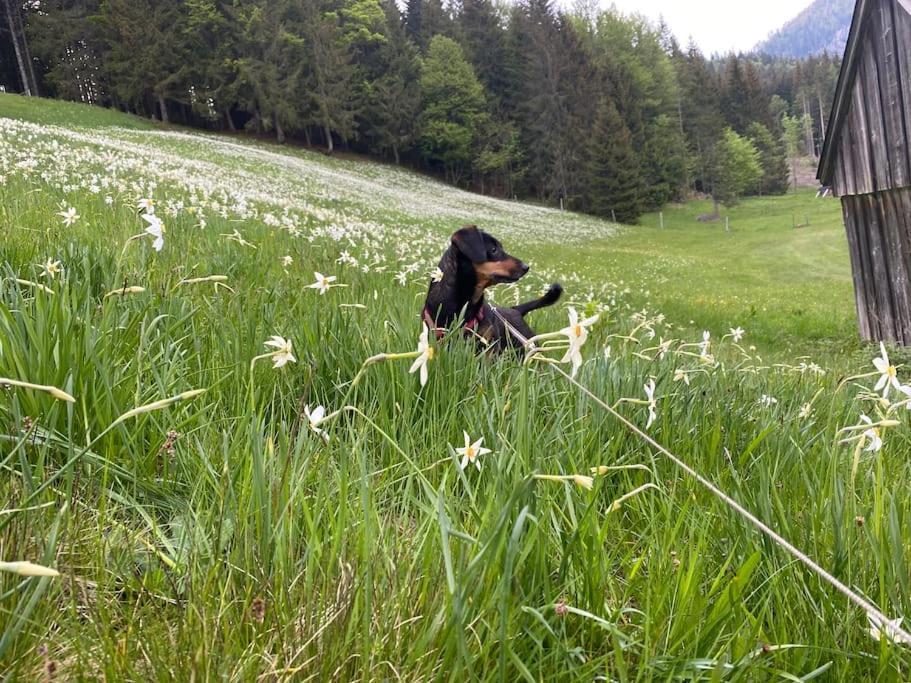 Alpenurlaub II Wohnung Mit Traumausblick Bad Mitterndorf Exteriör bild